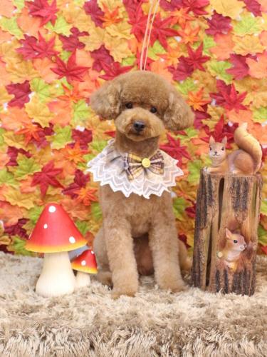 20241124まめくん